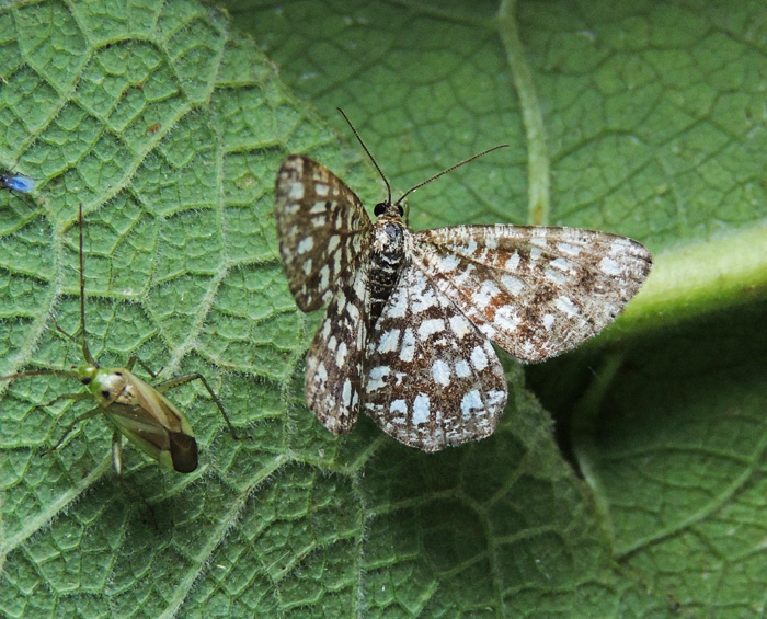 Chiasmia clathrata Geometridae